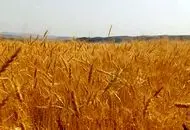 خبر خوب برای گندمکاران ؛ آغاز پرداخت غرامت گندمکاران

