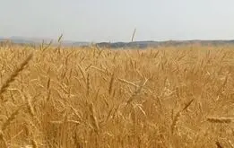 گندمکاران بخوانند؛ تعیین قیمت جدید گندم 