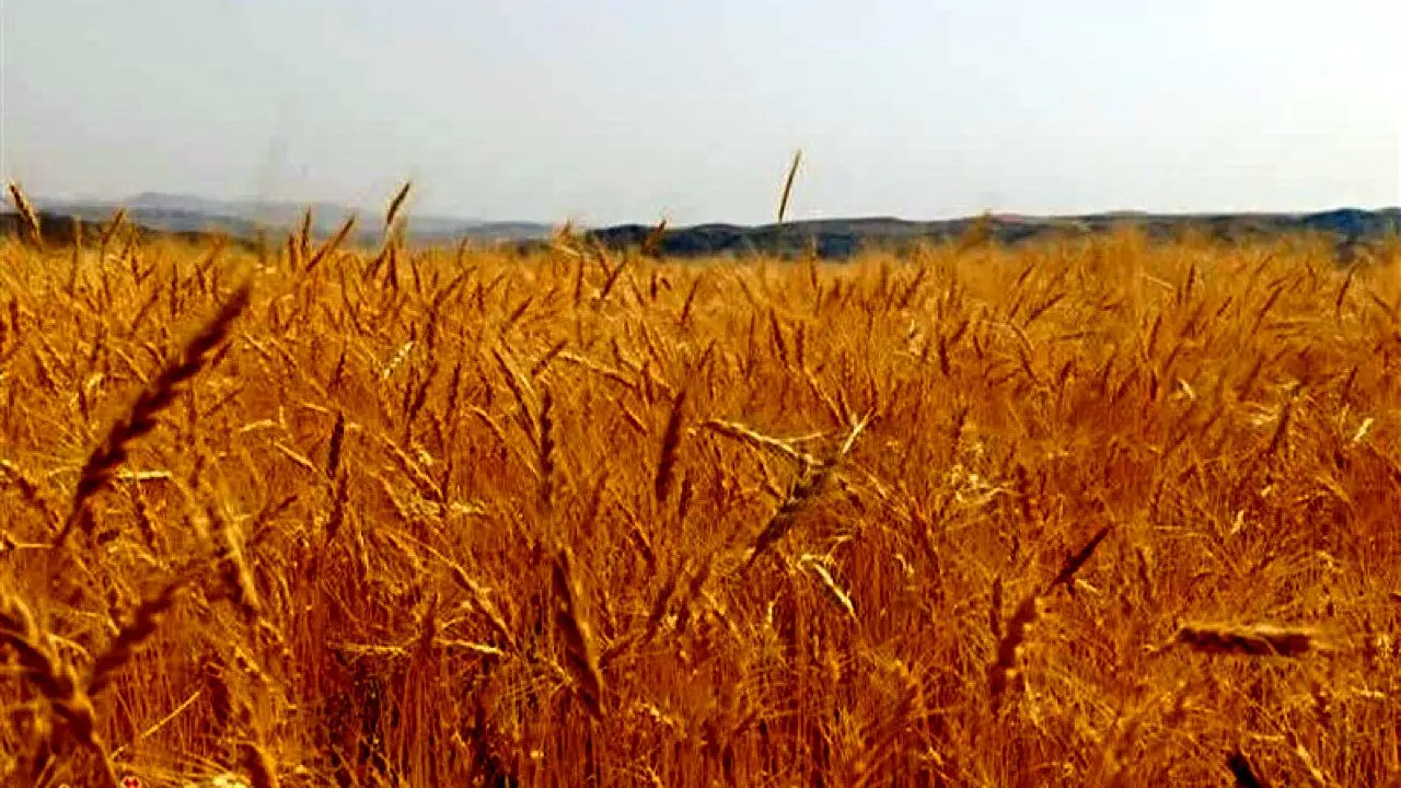 قیمت گندم؛ اطلاعیه رسمی وزارت جهاد کشاورزی درباره قیمت خرید تضمینی گندم