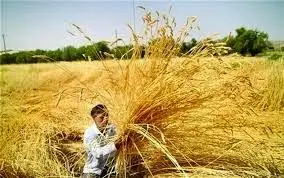 خبر فوری؛پزشکیان قیمت گندم را تعیین کرد