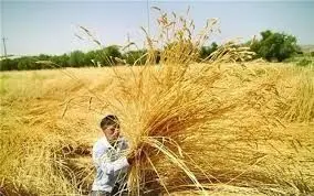 گندمکاران بخوانند/ نحوه خرید تضمینی گندم تغییر کرد؟ 

