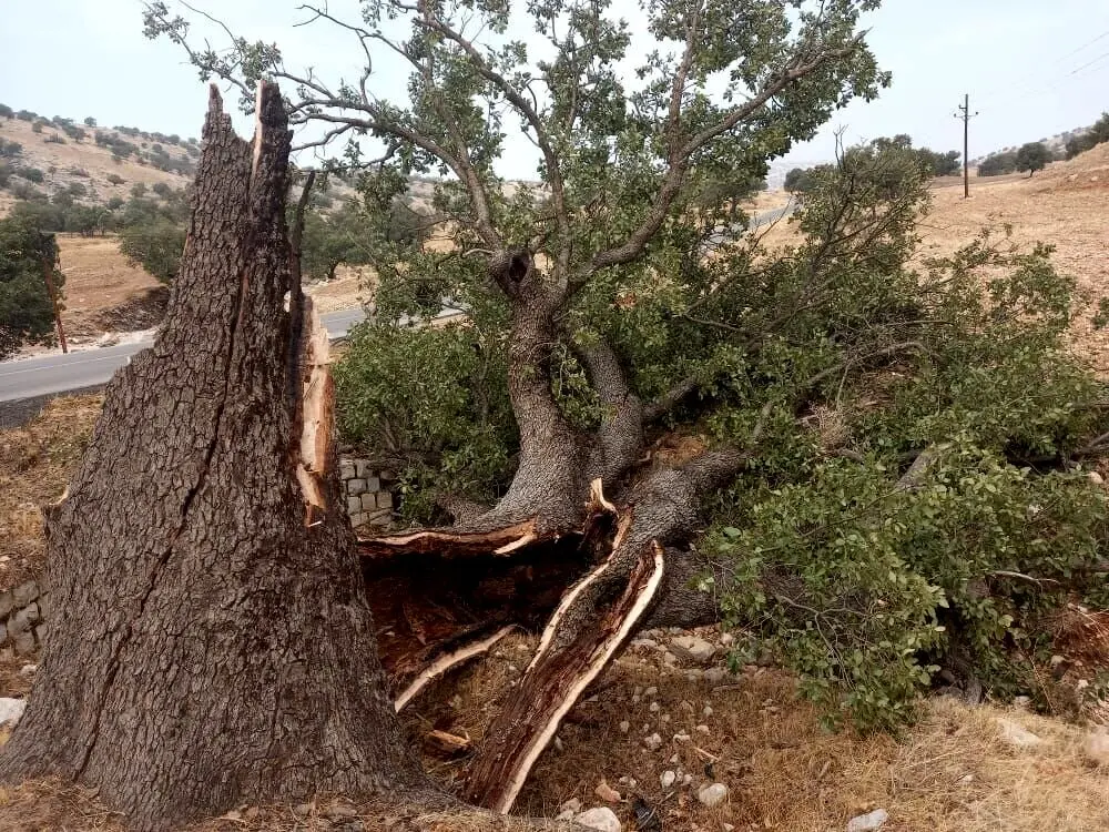 سهل انگاری در یک مدرسه؛ حال یک دانش آموز وخیم شد/ احضار ۵ مدیر آموزش و پرورش به دادسرا 
