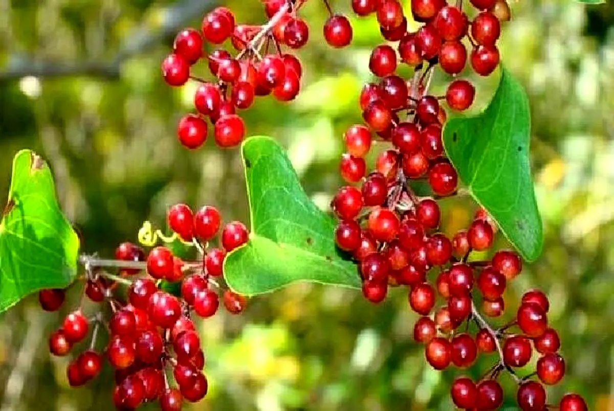 گیاه صاف کننده خون در طب سنتی چیست