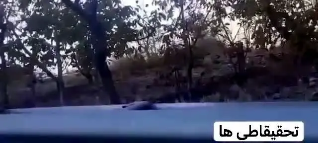 دانشجویان مراقب جان خود باشند | گرگ‌ها در دانشگاه آزاد تهران + فیلم