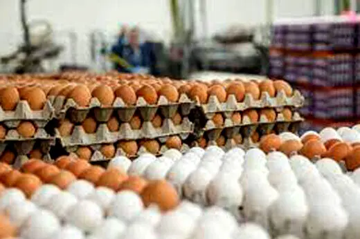 قیمت جدید مرغ و تخم مرغ اعلام شد