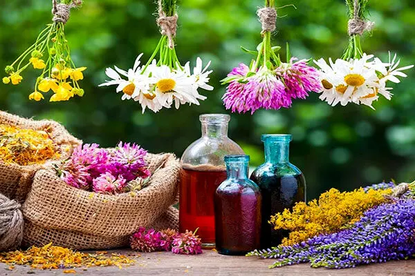 بهترین گیاهان دارویی انرژی زا را بشناسید
