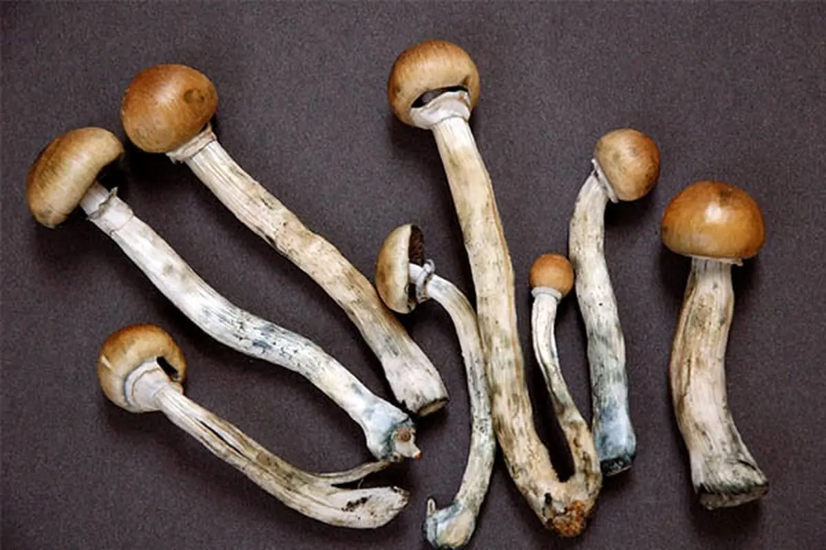 ۴ نفر با خوردن این قارچ مسموم شدند