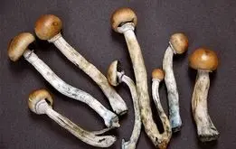 ۴ نفر با خوردن این قارچ مسموم شدند