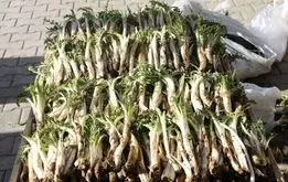 میراث طبیعی زاگرس در دست نابودی