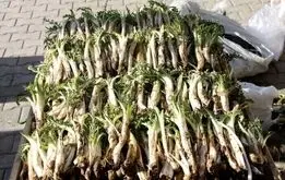 میراث طبیعی زاگرس در دست نابودی