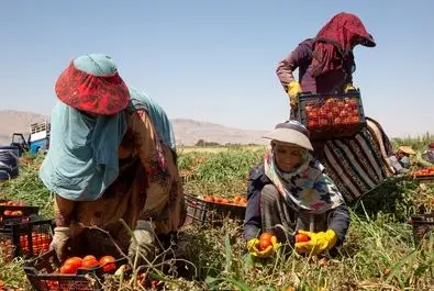  زنان کارگر در زمین‌های کشاورزی