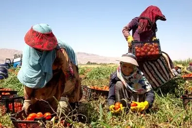  زنان کارگر در زمین‌های کشاورزی