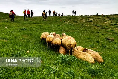 دره ارغوان
