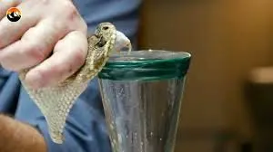 نحوه گرفتن زهر مار زنگی، یکی از مرگبارترین مارهای سمی دنیا