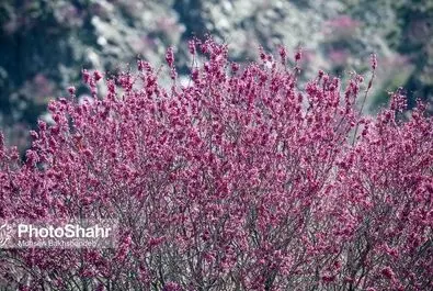 دره ارغوان
