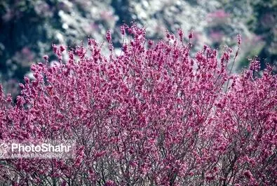 دره ارغوان