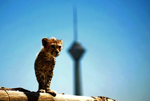 عکس جدید پیروز منتشر شد