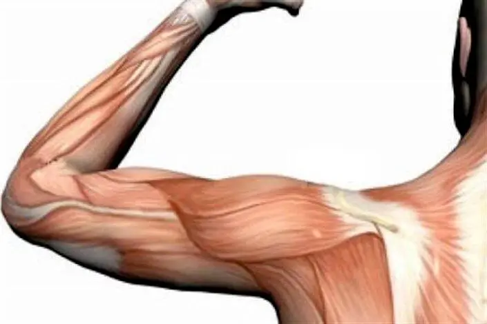 چرا ماهیچه‌های بدن بعد مدتی آب می شود؟ | راه ساخت ماهیچه


