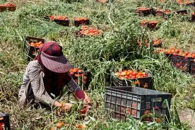  زنان کارگر در زمین‌های کشاورزی