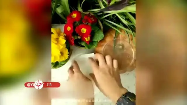 ببینید | آموزش آسان کاشت سبزه شناور در آب برای عید نوروز