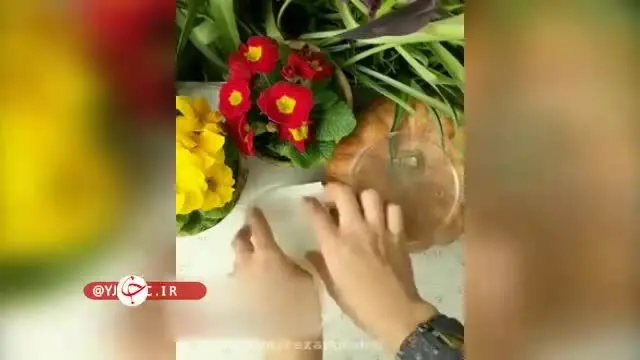 ببینید | آموزش آسان کاشت سبزه شناور در آب برای عید نوروز