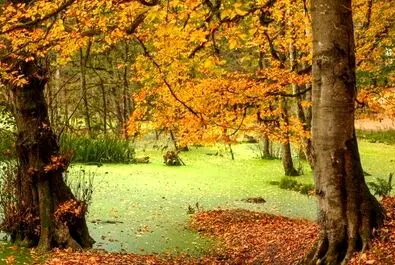 مرداب دیوک