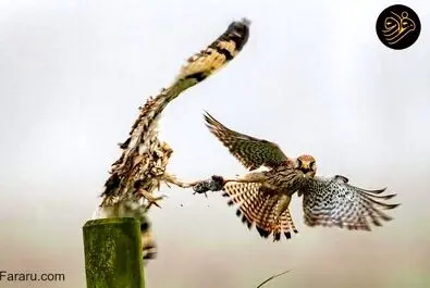 دعوای جغد با شاهین بخاطر یک موش