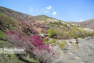دره ارغوان