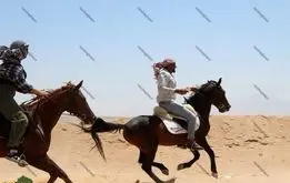 اسب چناران؛ اسبی که ناصرالدین شاه برای فتح چین به وجود آورد +عکس