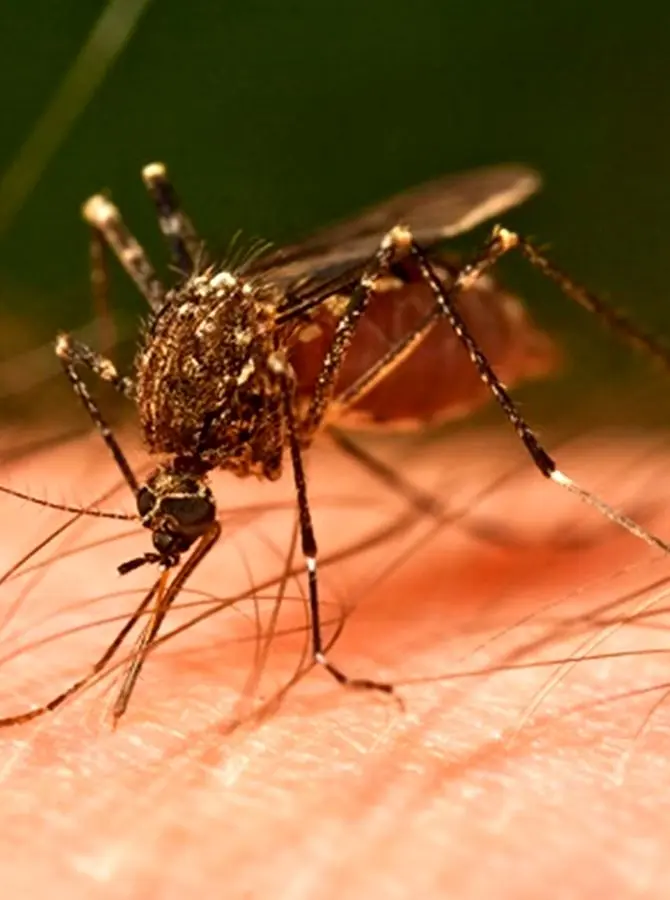 چرا پشه‌های نر ما را نیش نمی‌زنند؟