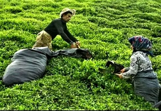 قیمت چای به ۲۰۰ هزار تومان رسید! +جدول