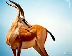 دیده شدن آهوی تک شاخ بعد از همای سعادت!/ آهوی تک شاخ نشانه خوش شانسی است؟ + فیلم