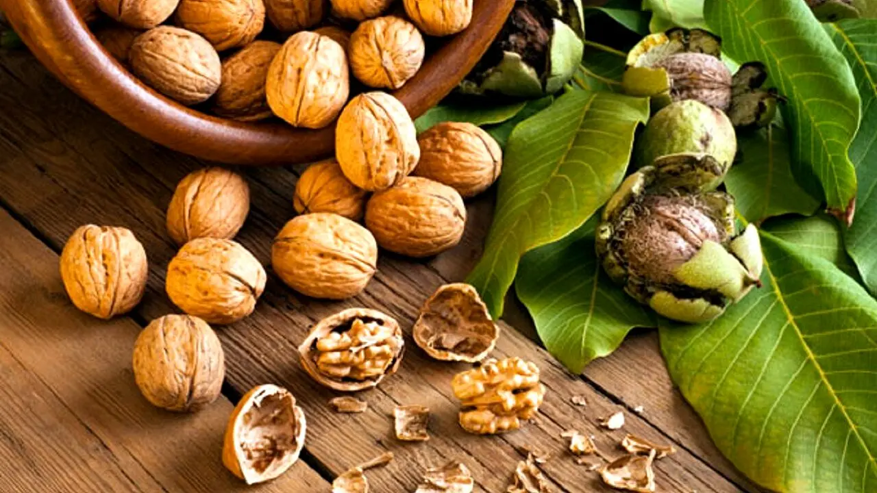 مصرف گردو خطر ابتلا به سرطان روده را کاهش می‌دهد