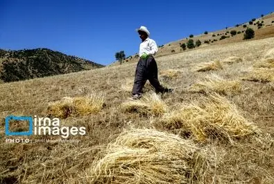 گندم گندمکاران قیمت گندم