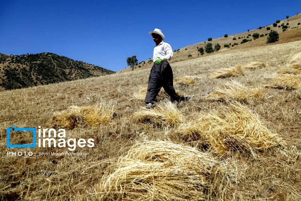 تصاویر برداشت سنتی گندم را ببینید