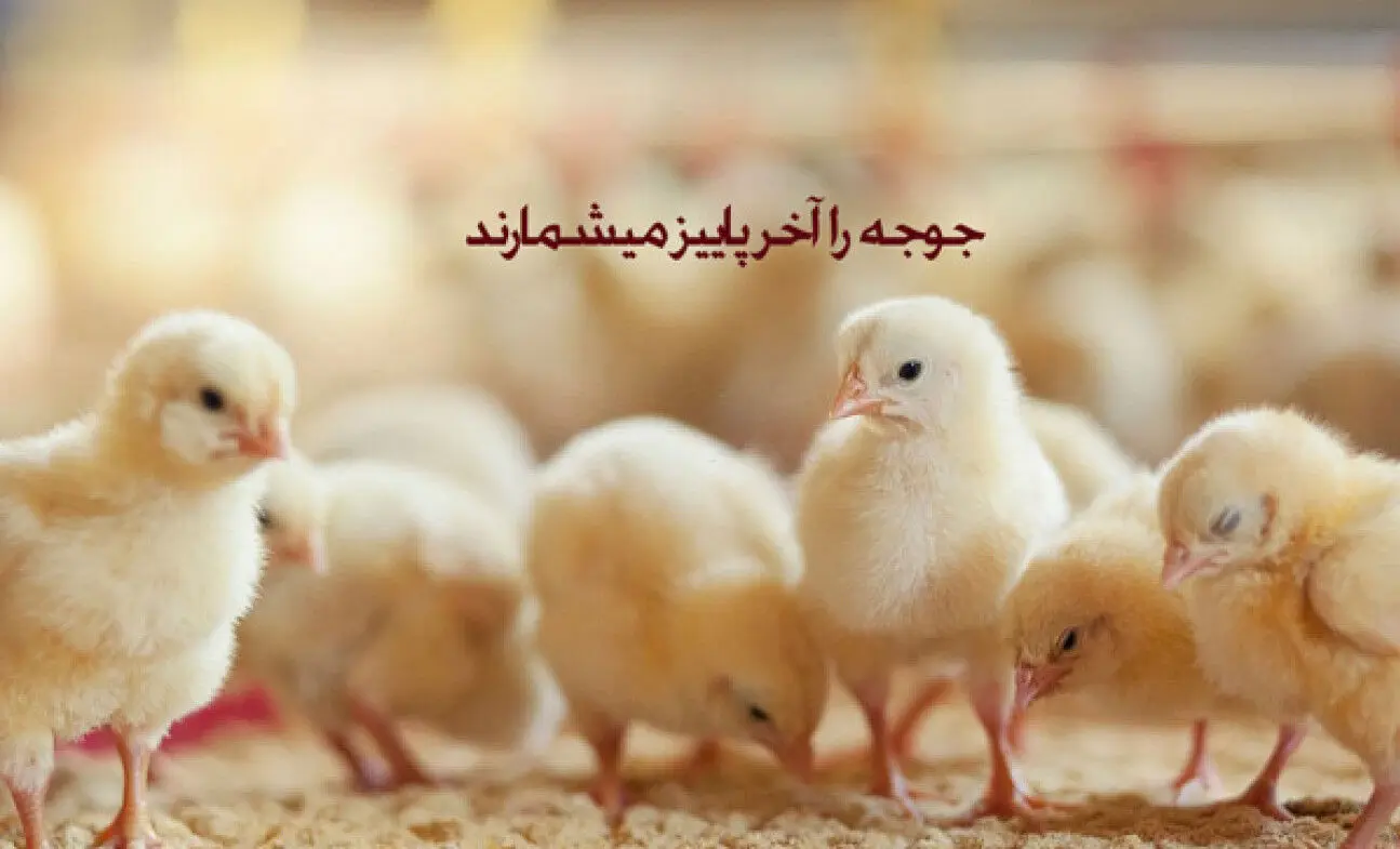 داستان «جوجه‌ها را آخر پاییز می‌شمارند» چیست؟
