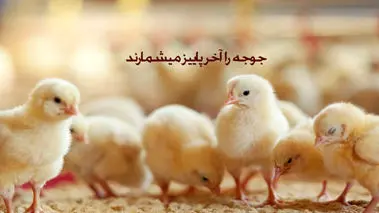 داستان «جوجه‌ها را آخر پاییز می‌شمارند» چیست؟
