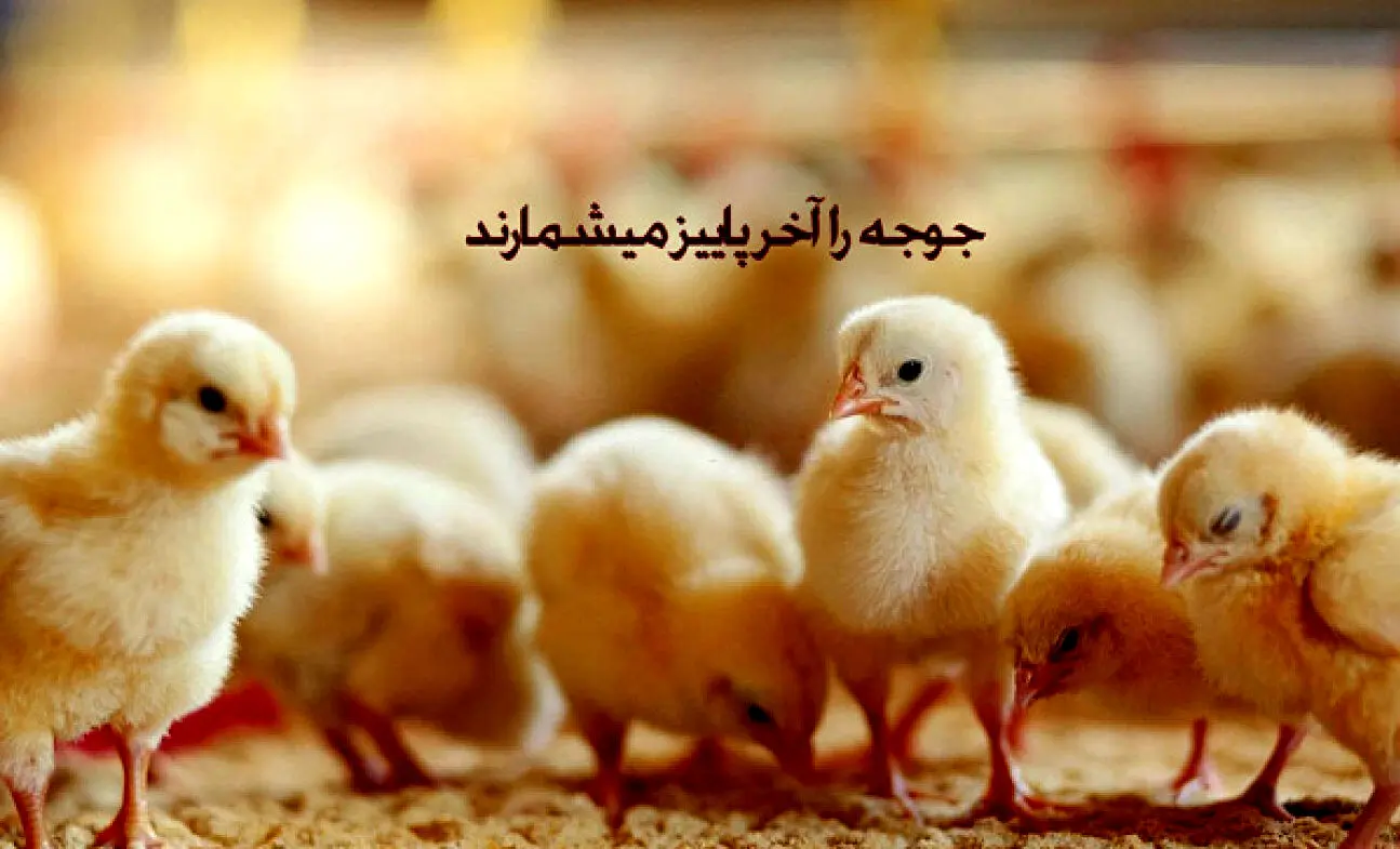 داستان «جوجه‌ها را آخر پاییز می‌شمارند» چیست؟
