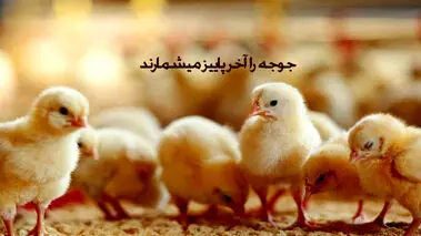 داستان «جوجه‌ها را آخر پاییز می‌شمارند» چیست؟
