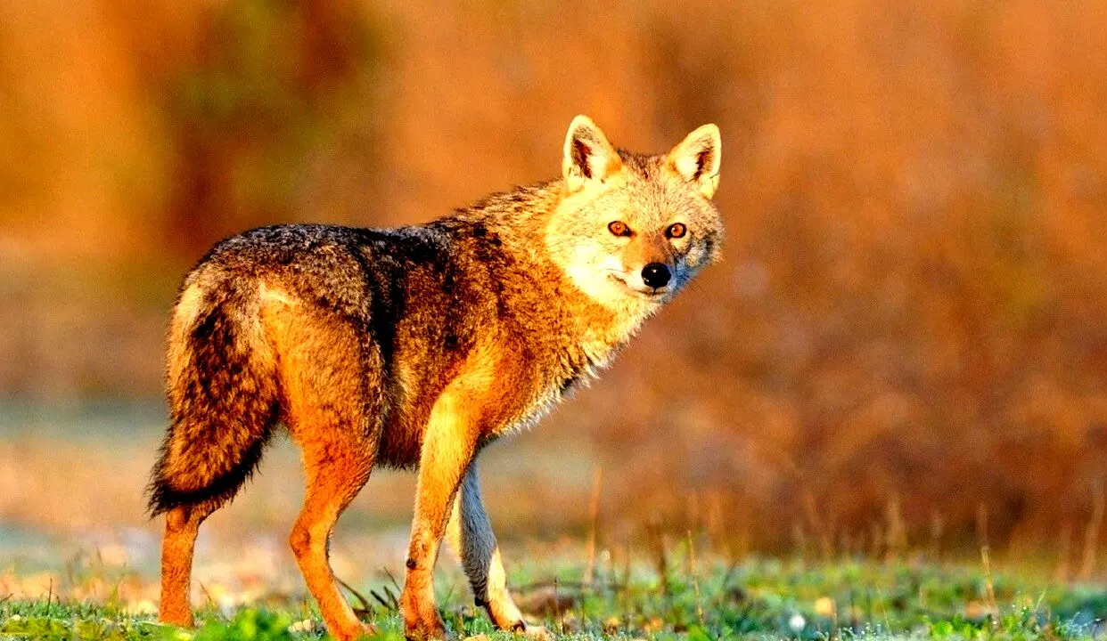 حمله خونین شغال وحشی به اهالی بست قلات