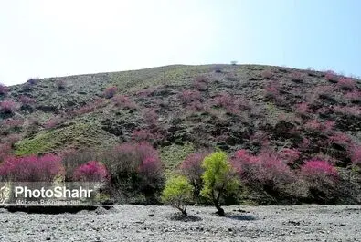 دره ارغوان