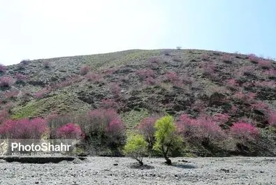 دره ارغوان