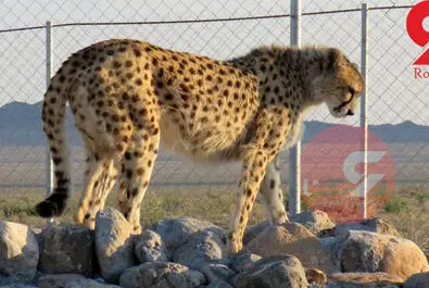 یوزپلنگ ایرانی  ایران خانم