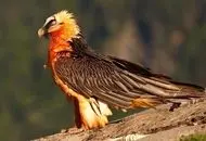 «همای سعادت» امروز دوباره رویت شد+فیلم
