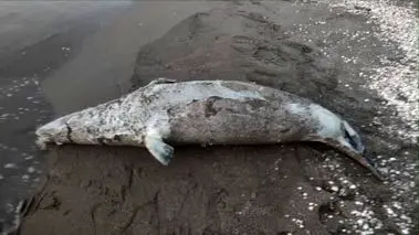 هشدار؛ به لاشه فوک‌های خزری دست نزنید!