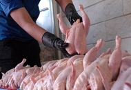 قیمت گوشت مرغ امروز یکشنبه ۹ شهریور ۱۴۰۴