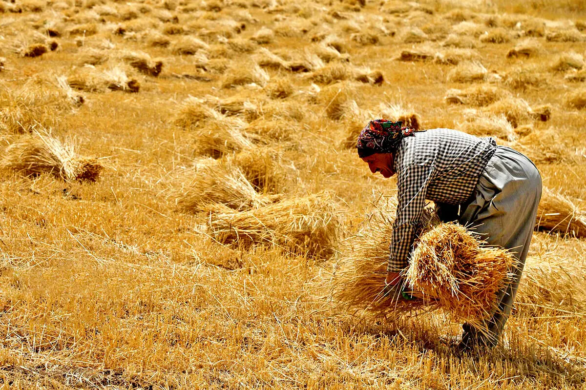  گندم‌کاران به گوش باشند/ خبر مهم درباره خرید تضمینی گندم

