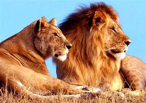 چرا این شیرها قید شکار جوجه تیغی را زدند؟