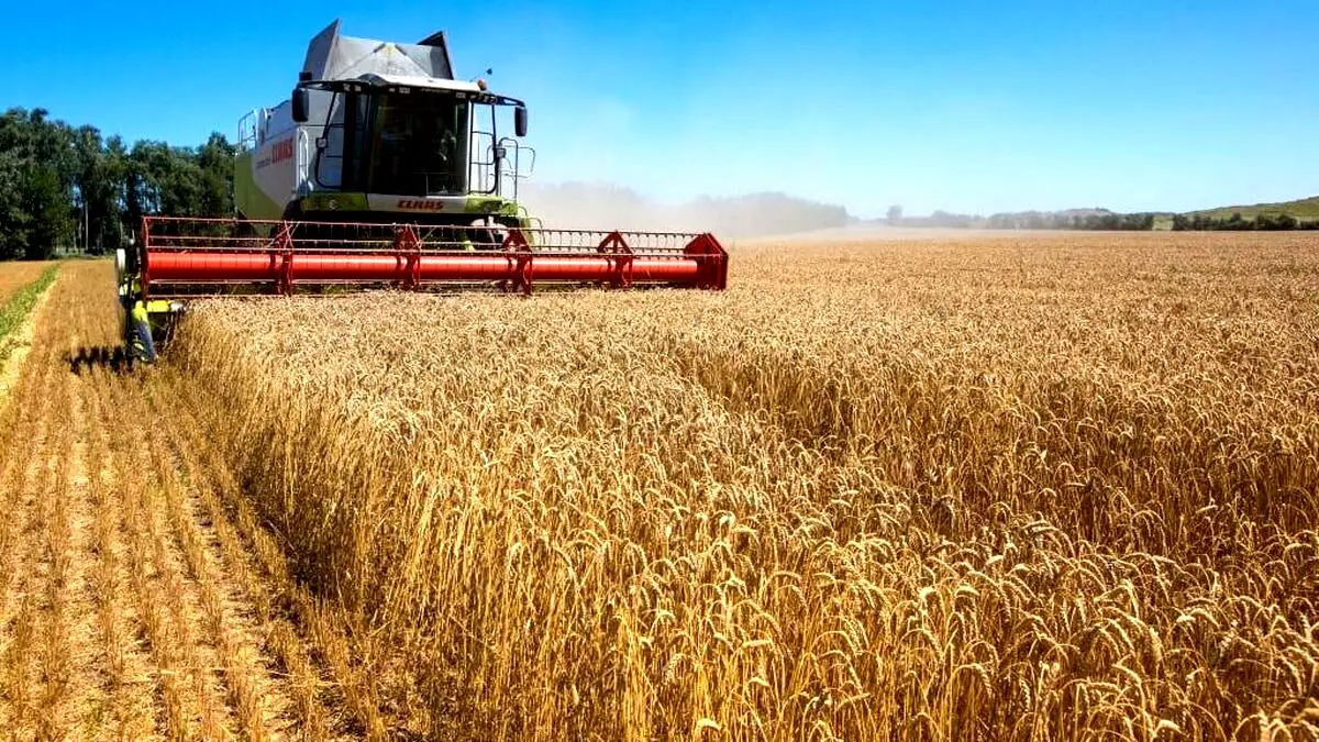 خبر مهم و رسمی | قیمت هر کیلو گندم در سال جاری اعلام شد