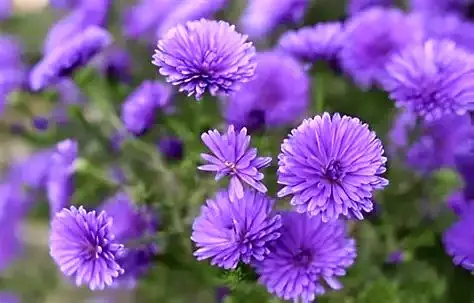 نایاب‌ترین رنگ جهان در طبیعت را بشناسید